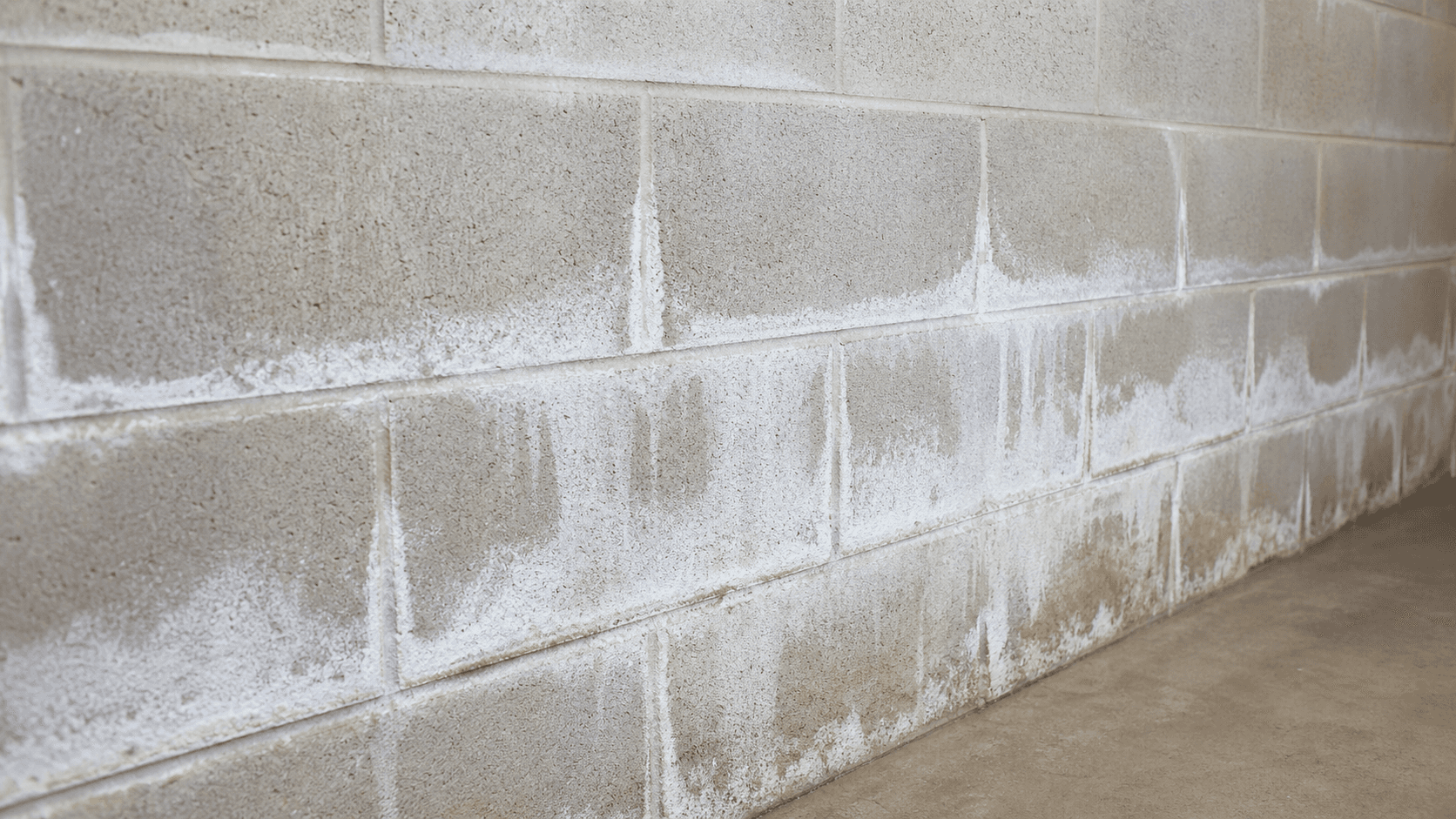 White efflorescence deposits on a concrete block basement wall